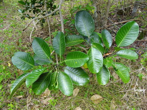 Plancia ëd Tabernaemontana cerifera Pancher & Sebert