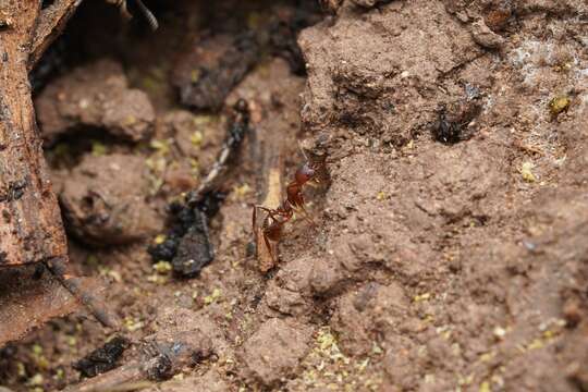 Image of Aphaenogaster texana Wheeler 1915