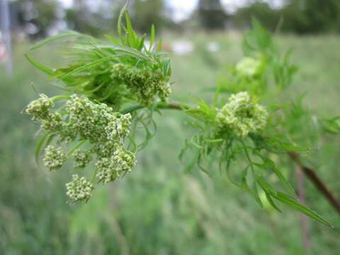 Image of bulbous chervil