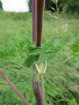 Image of bulbous chervil