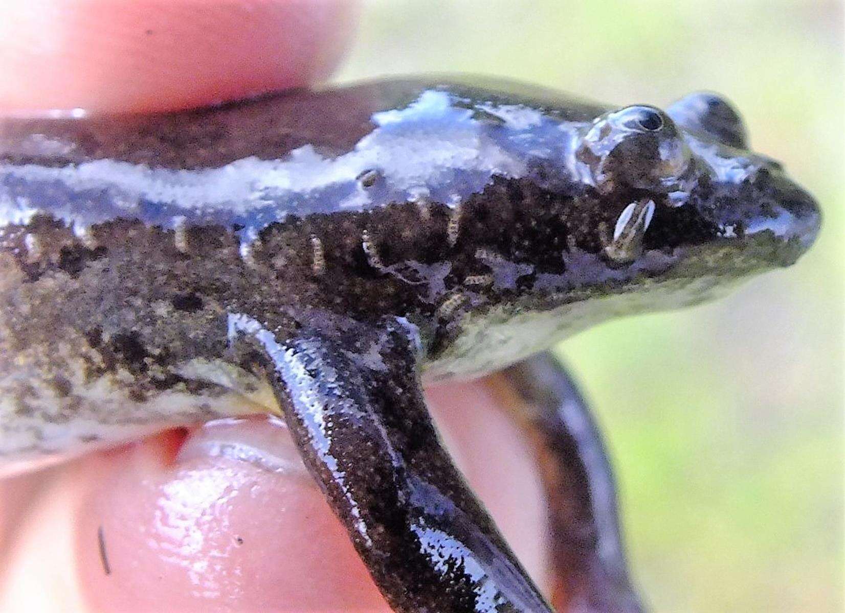 Image of Muller's clawed frog