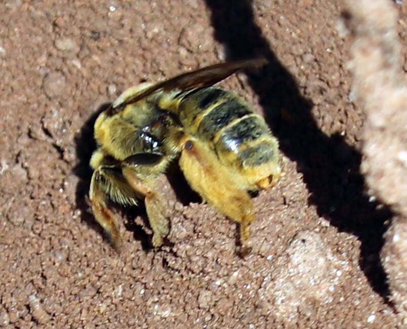 Image of Sunflower Chimney Bee