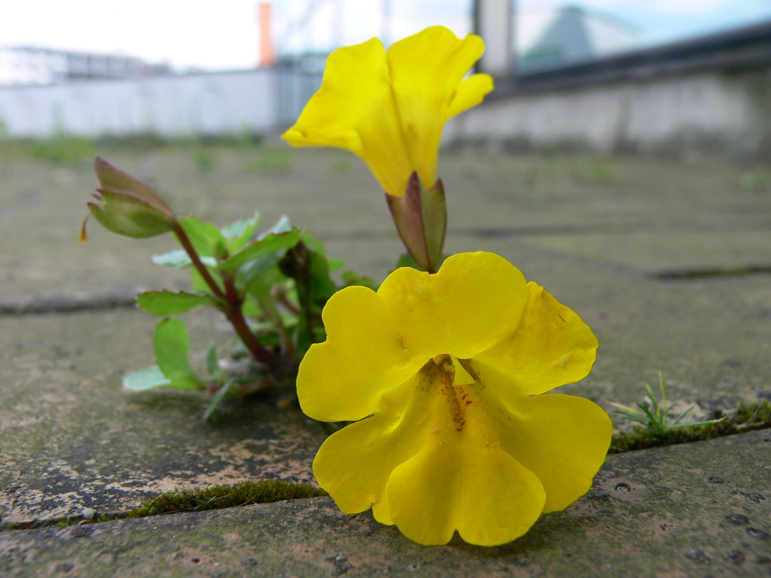 Image of Erythranthe guttata (DC.) G. L. Nesom