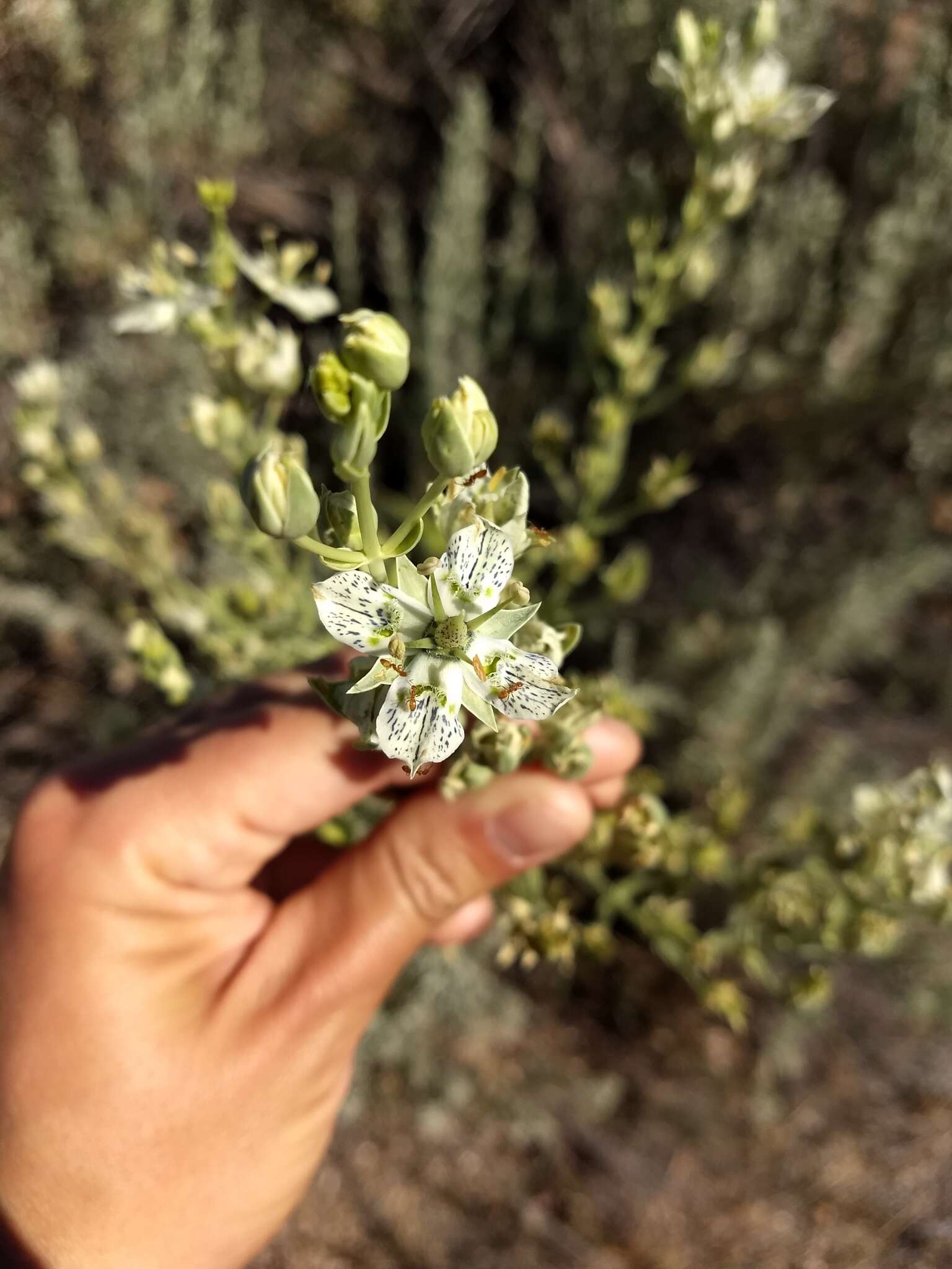 Image of Coahuila frasera