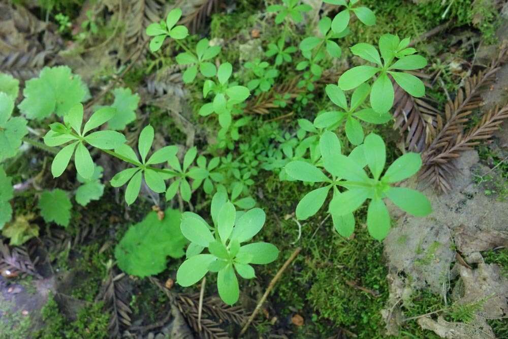 Image of fragrant bedstraw