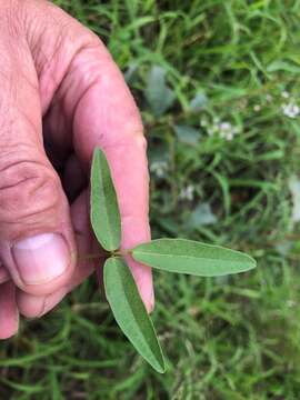 Image of glycine