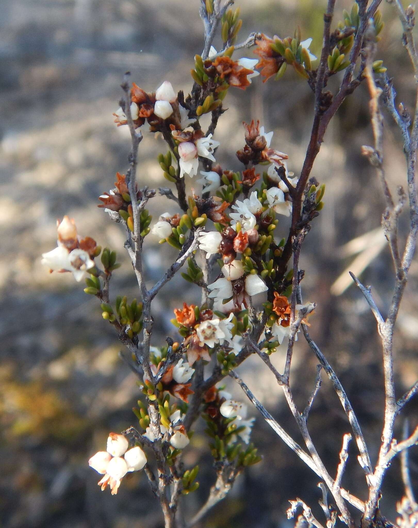 Image of Cryptandra tomentosa Lindl.