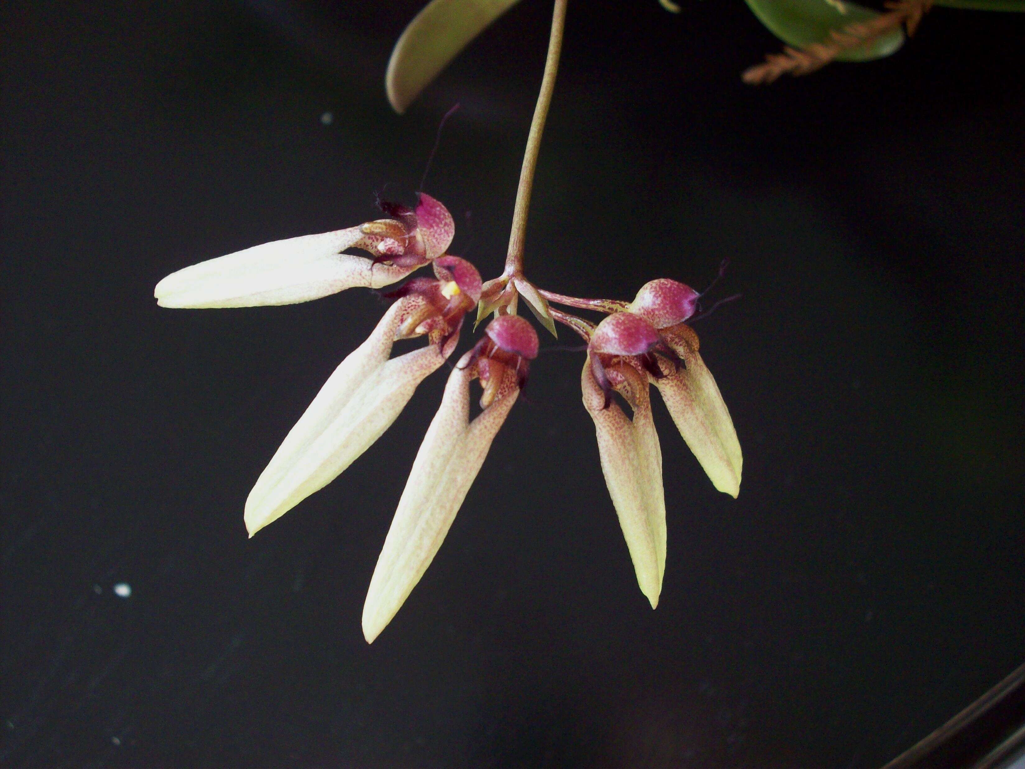 Image of Pale umbrella orchid