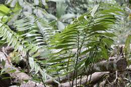 Image of Zamia fairchildiana L. D. Gómez