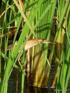 Image of Least Bittern