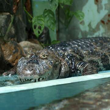 Image of Broad-snouted Caiman