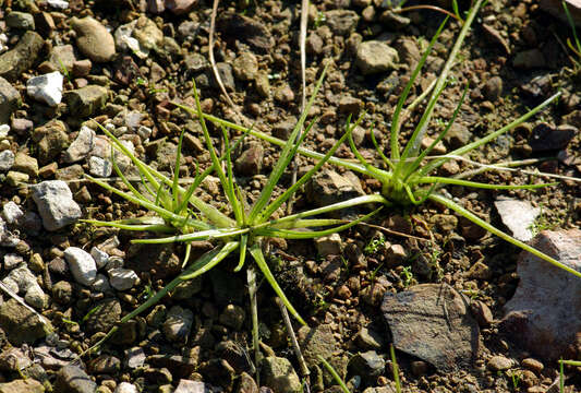 Isoetes asiatica (Mak.) Mak.的圖片