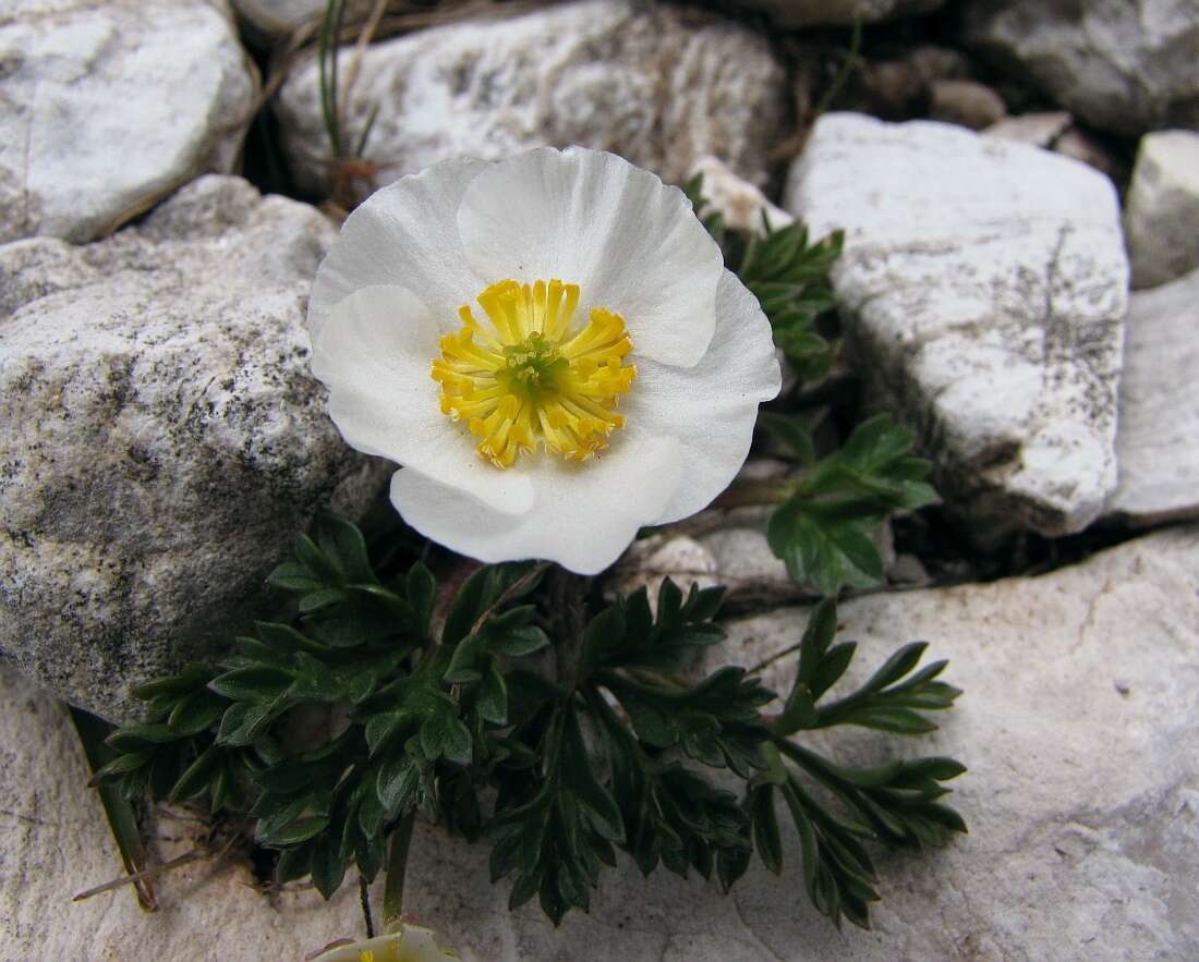 Image of Ranunculus seguieri subsp. seguieri