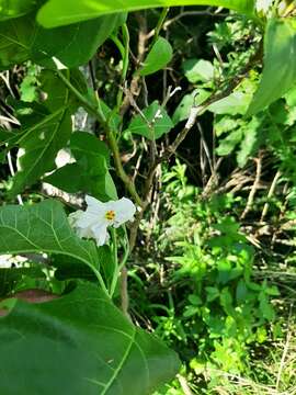 Image of Solanum bonariense L.