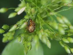 Image of Xantholobus mutica Fabricius