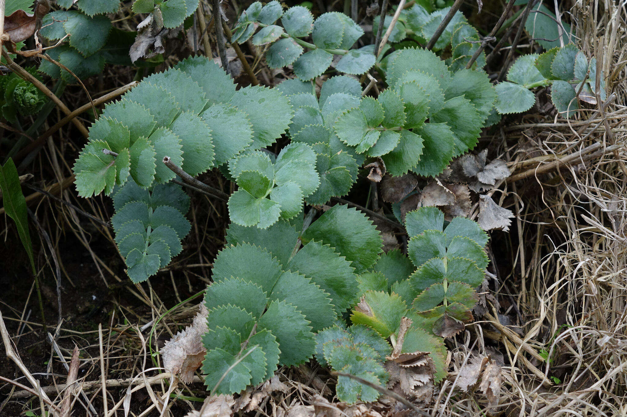 Image of Gingidia grisea Heenan