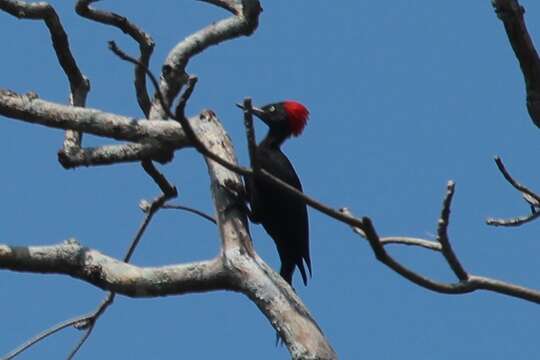 Image of Andaman Woodpecker