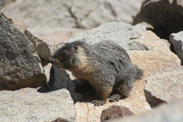 Image of Marmota subgen. Petromarmota Steppan et al. 1999