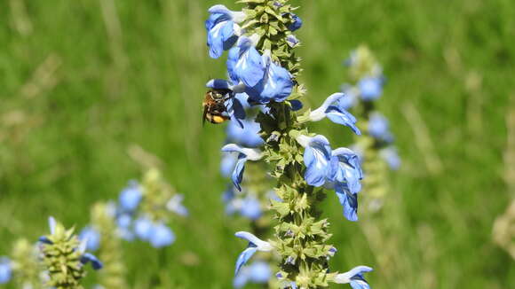 Image of Anthophora paranensis Holmberg 1903