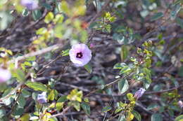 Image of Sturt's desert rose