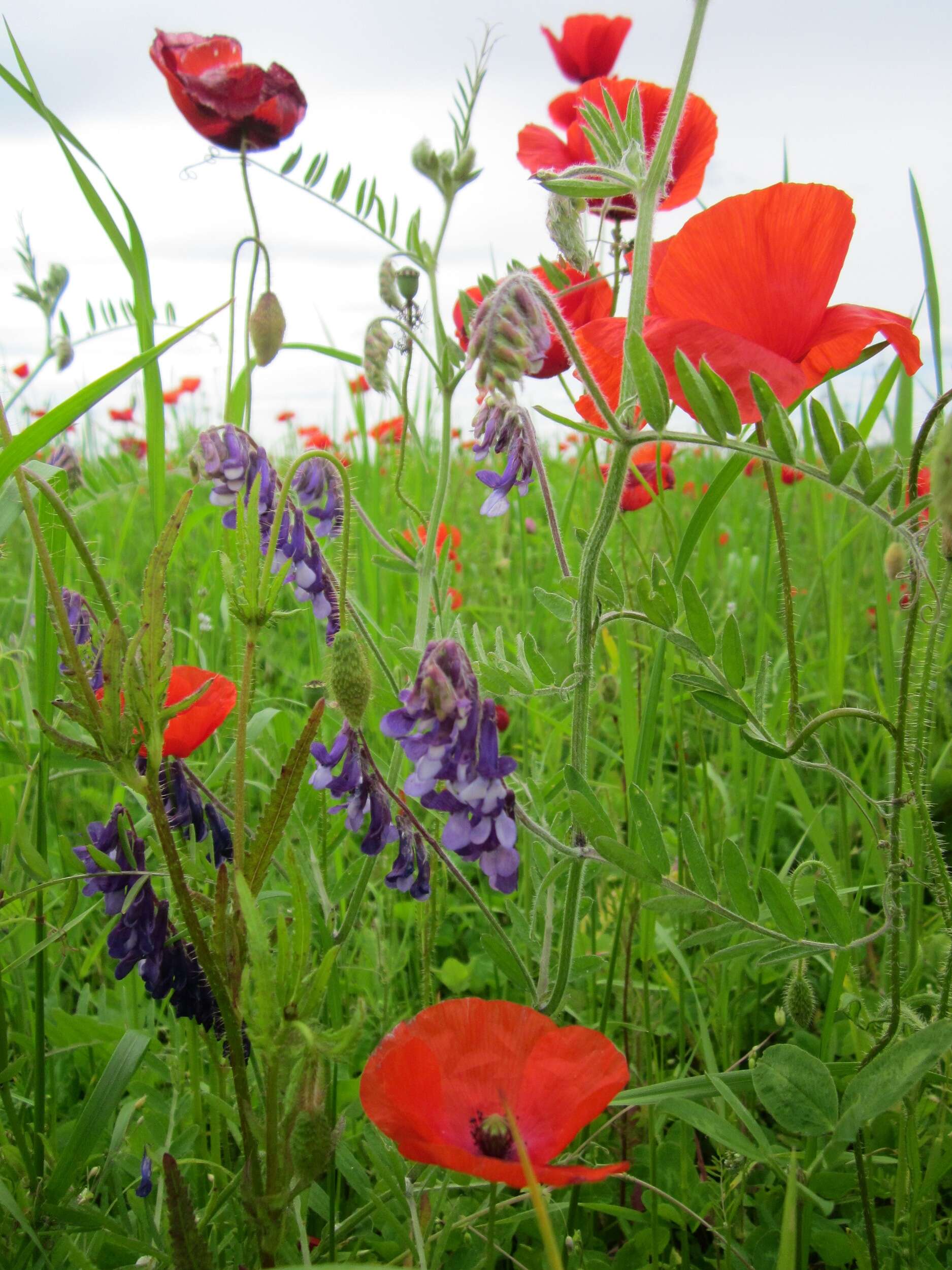 Image of bird vetch