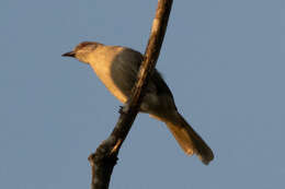 Image of Ayeyarwady Bulbul