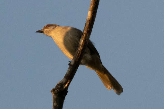 Image of Ayeyarwady Bulbul