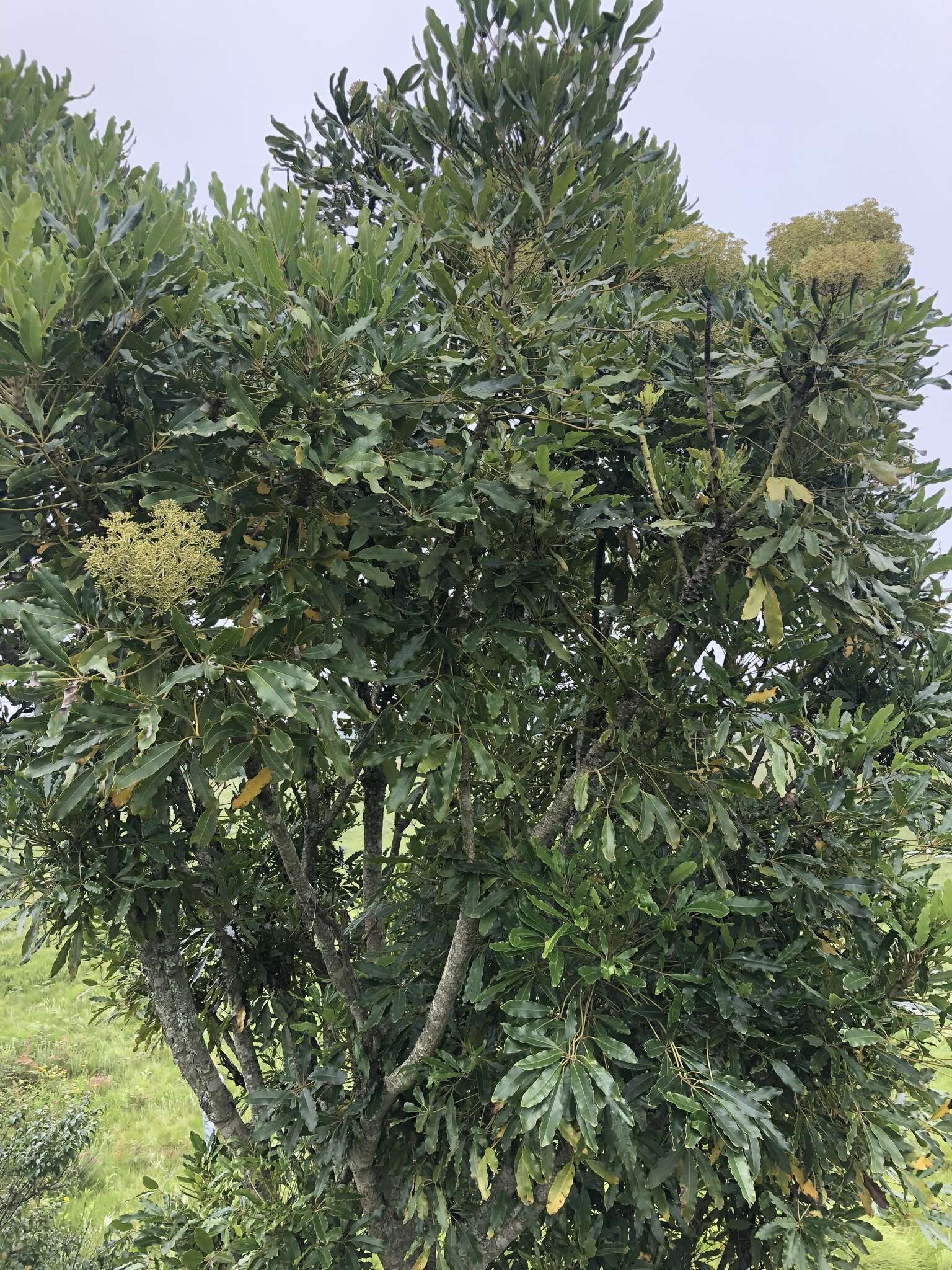 Image de Schefflera umbellifera (Sond.) Baill.