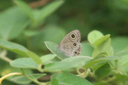 Imagem de Ypthima multistriata Butler 1883