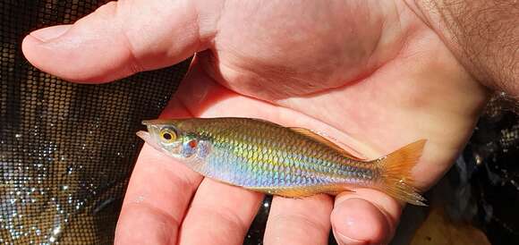 Image of Banded rainbowfish