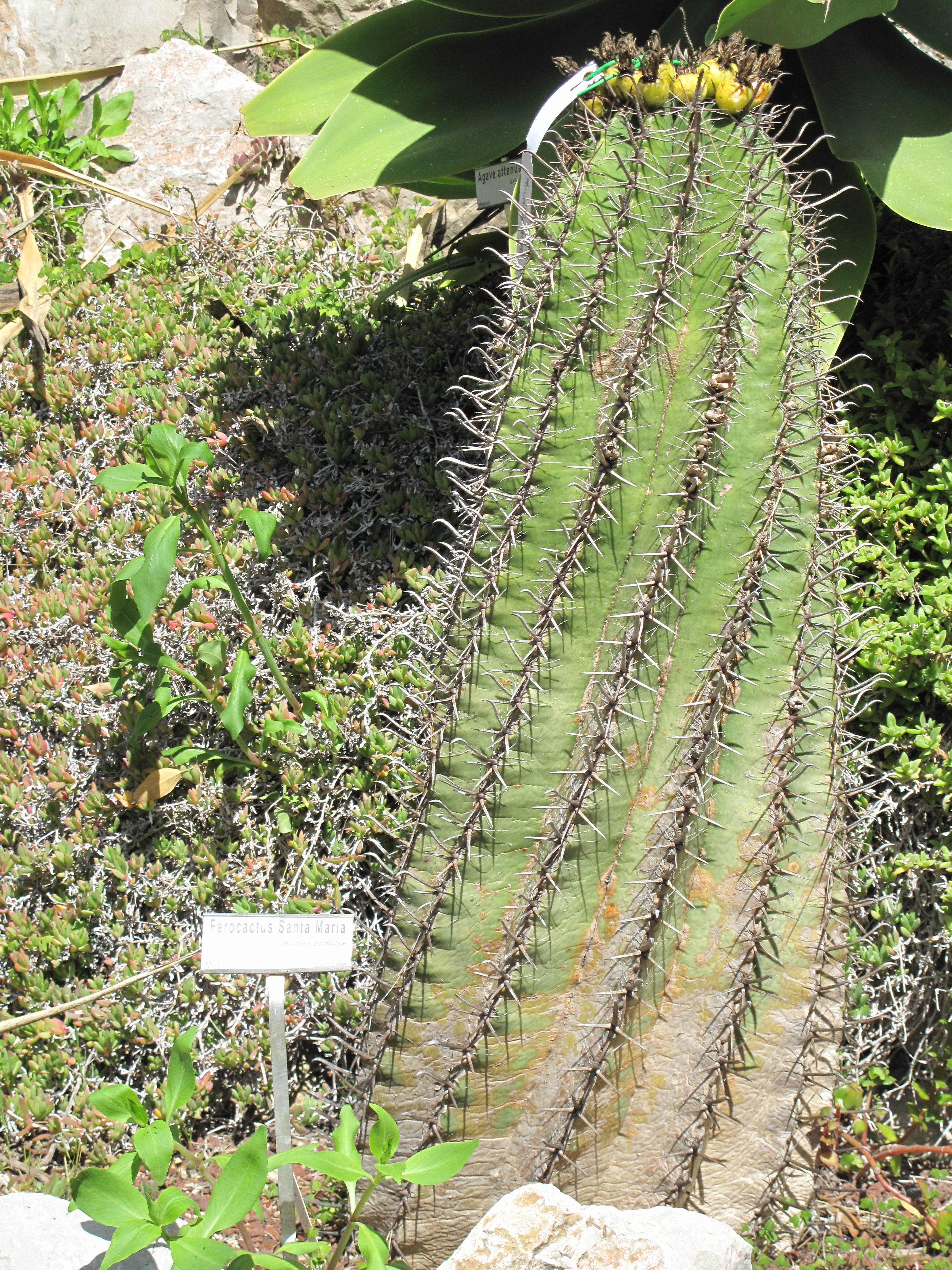 Image of <i>Ferocactus santa-maria</i>