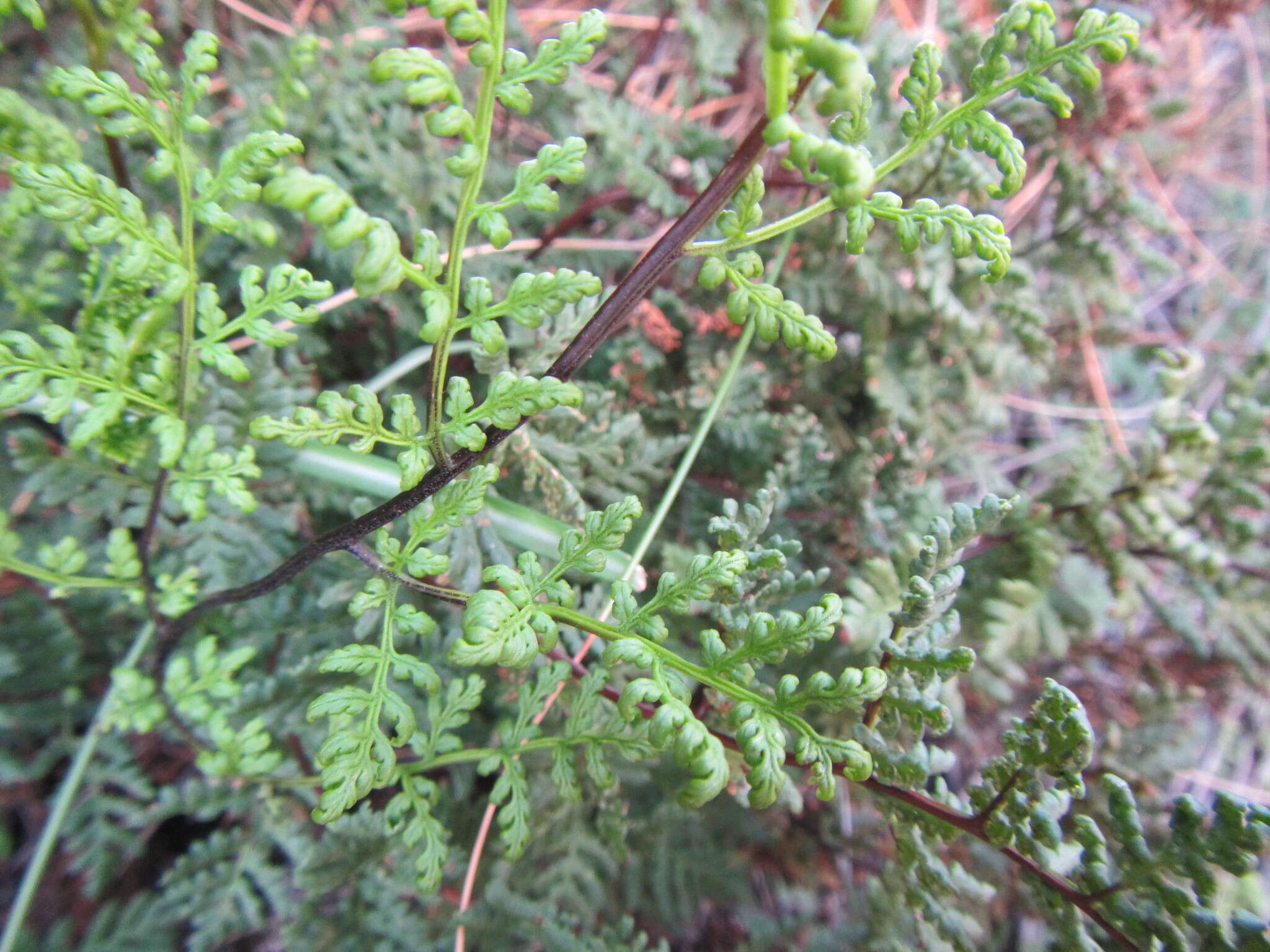 Cheilanthes multifida subsp. multifida resmi