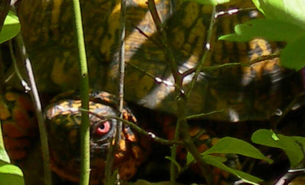 Image of American Box Turtle