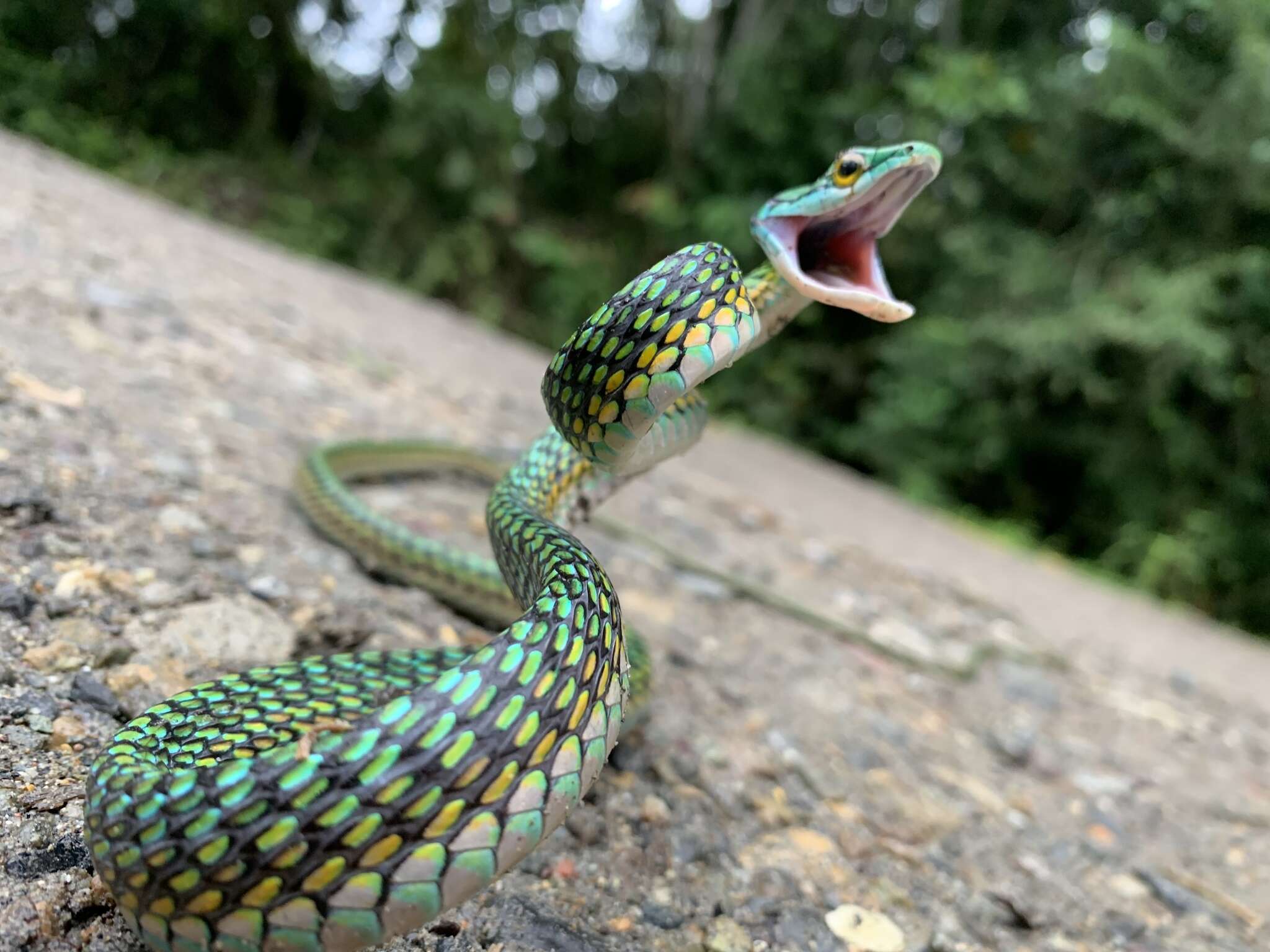 Image of Leptophis ahaetulla nigromarginatus (Günther 1866)