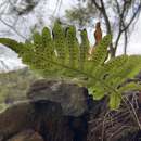 Polypodium cambricum subsp. macaronesicum (Bobrov) Fraser-Jenkins的圖片