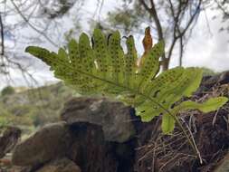 Слика од Polypodium cambricum subsp. macaronesicum (Bobrov) Fraser-Jenkins