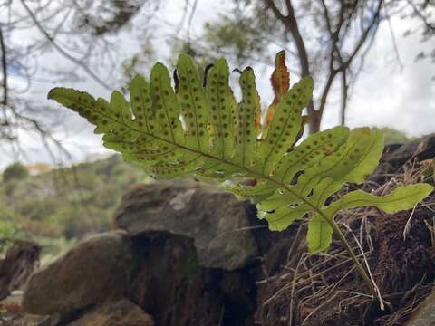 Imagem de Polypodium cambricum subsp. macaronesicum (Bobrov) Fraser-Jenkins