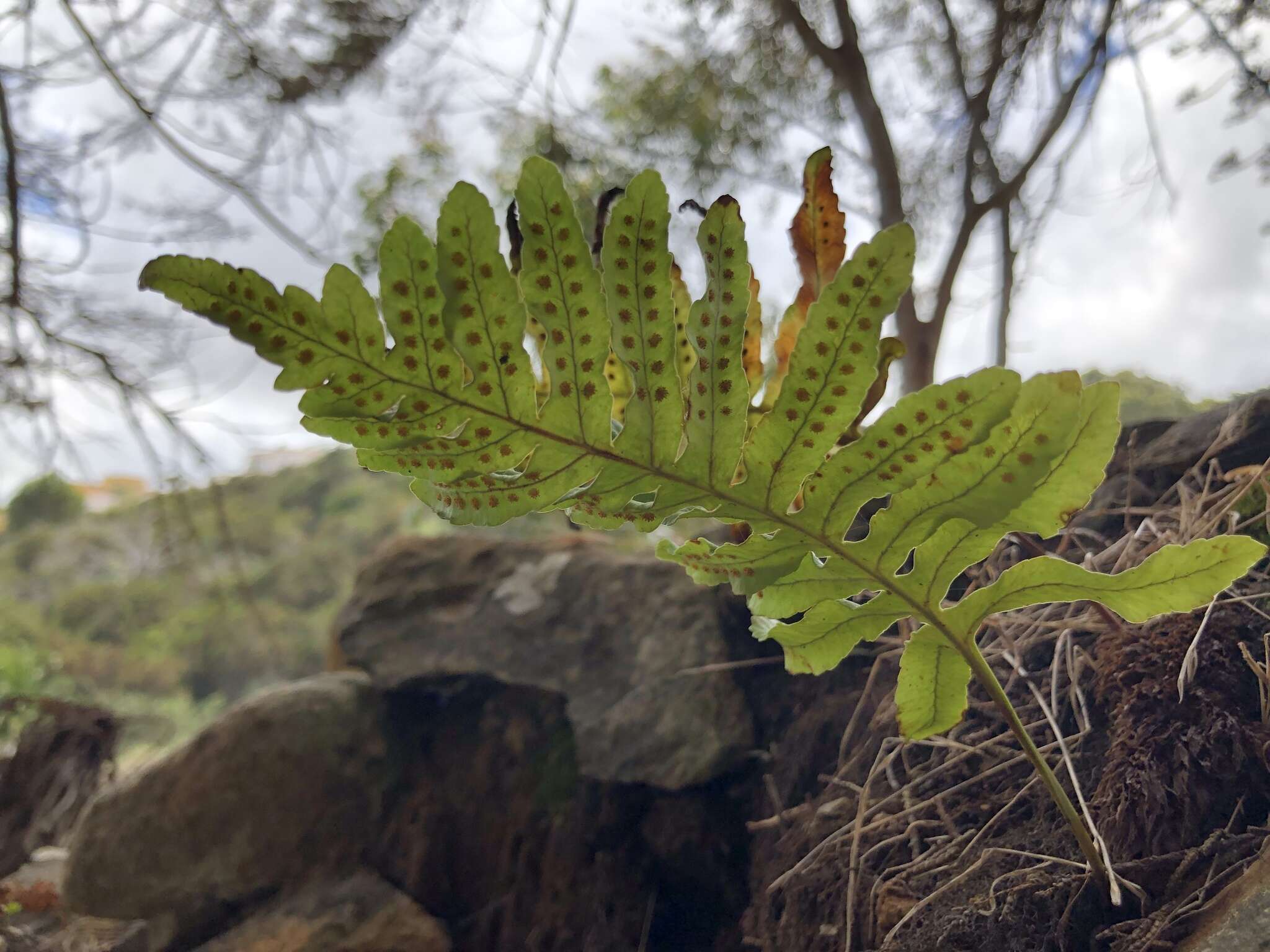 Plancia ëd Polypodium cambricum subsp. macaronesicum (Bobrov) Fraser-Jenkins