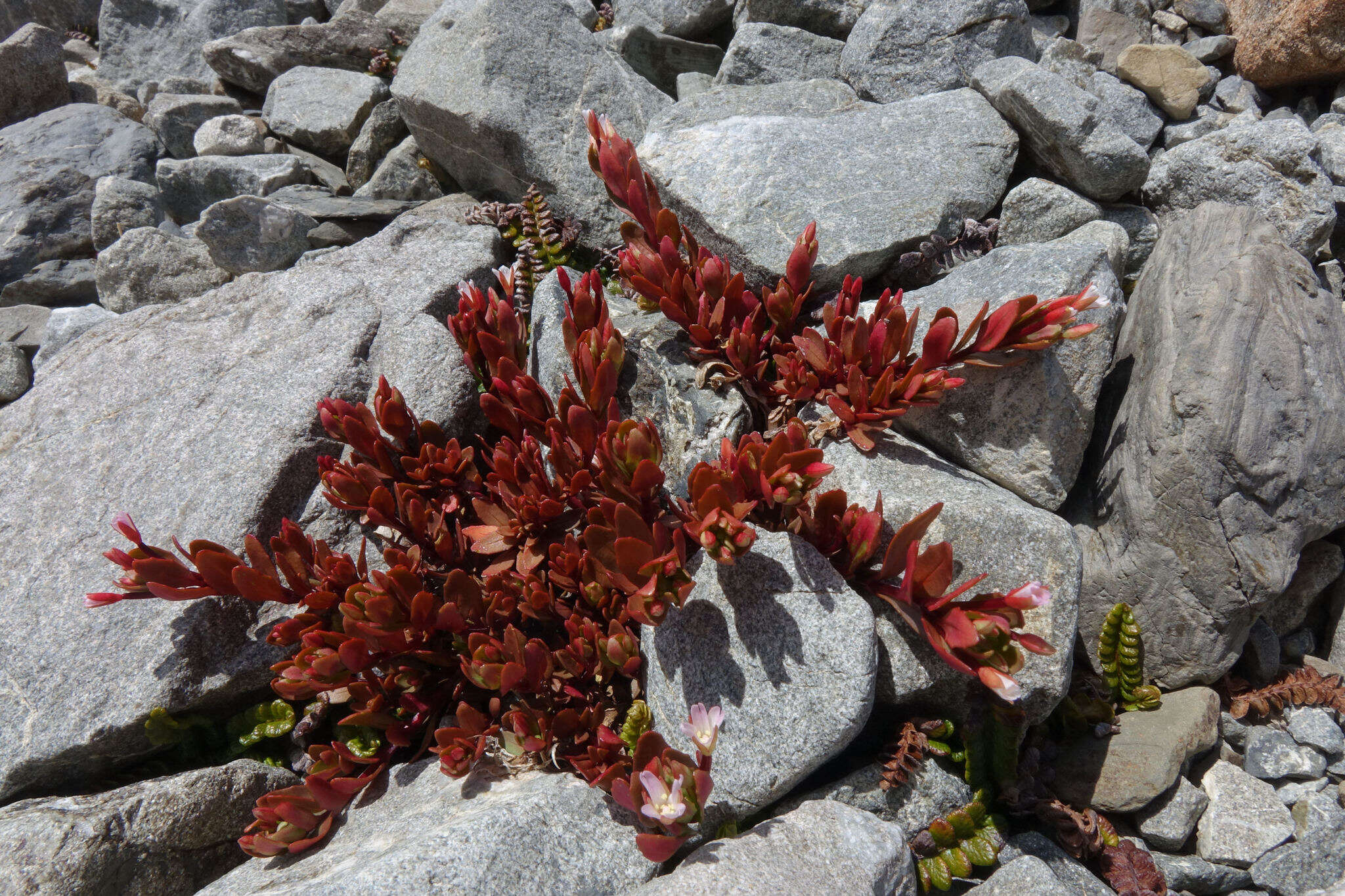 Image of Epilobium porphyrium G. Simpson