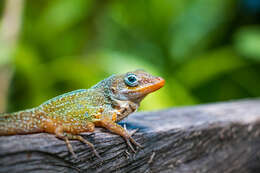 Слика од Anolis oculatus (Cope 1879)