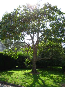 Image of princess tree