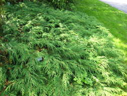 Image of Siberian Cypress