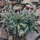 Слика од Erigeron clokeyi var. pinzliae G. L. Nesom