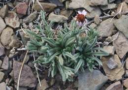 Image of Clokey's fleabane