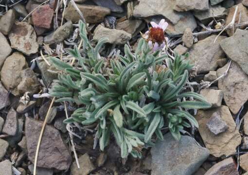 Image of Clokey's fleabane