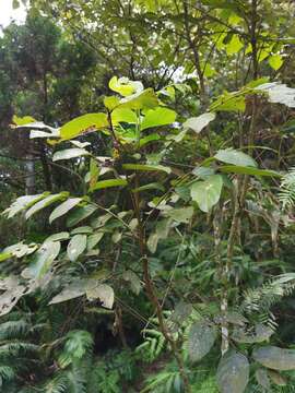 Image of Glochidion zeylanicum var. tomentosum (Dalzell) Trimen