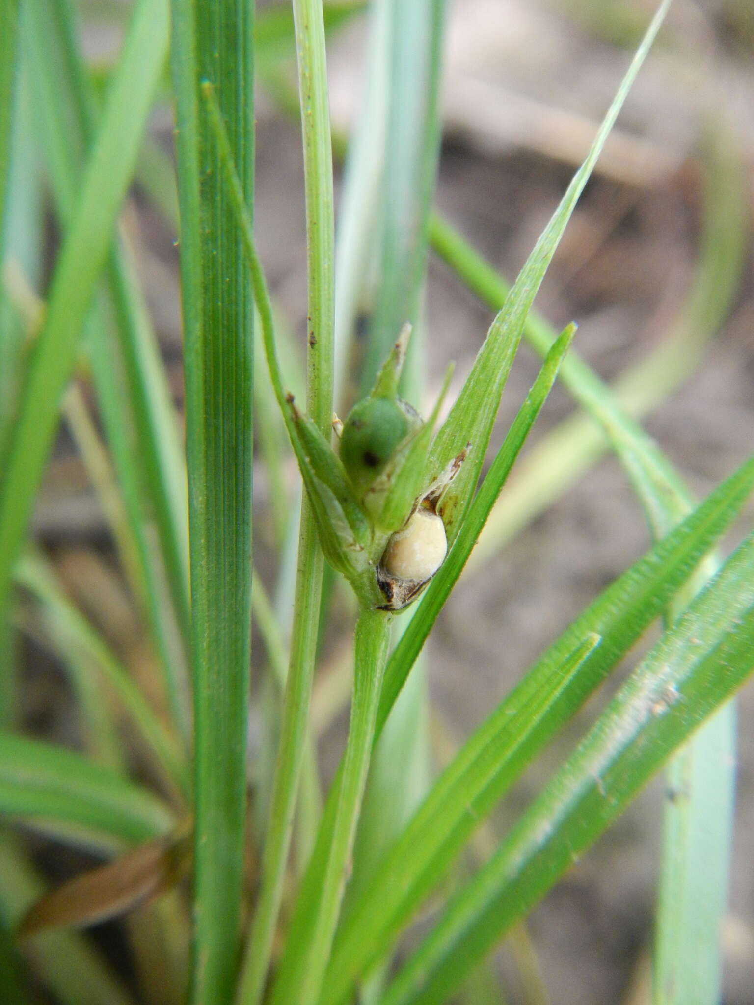 Image of James' sedge