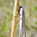 Image of Pearly-winged Lichen Moth