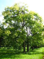 Image of Chinese Mahogany