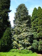 Image of Lawson's Cypress